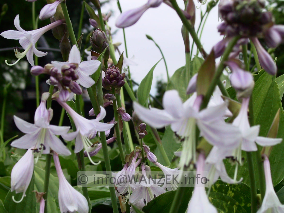 Hosta fortunei Aureomaculata Beaumont - Bluete.jpg